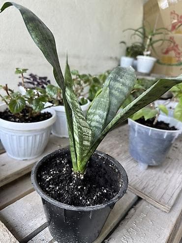 фикусы для офиса: Комнатные растения — коллекция в горшках/стаканчиках Цены 150-450сом — 6