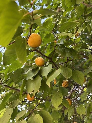 nutrien купить: Вишня, малина и урюк. Свежие 100%, рвем на заказ. Домашние — 3