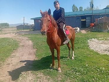 анти лай: Продаю | Жеребец | Рабочий — 1