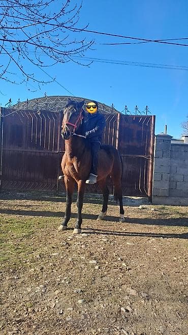 Продаю | Жеребец | Конный спорт at lalafo.kg Продаю | Жеребец | Конный спорт