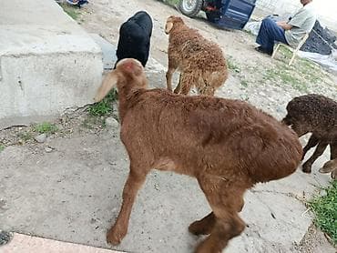 корейские куры: Продаю | Ягненок | Для разведения — 8