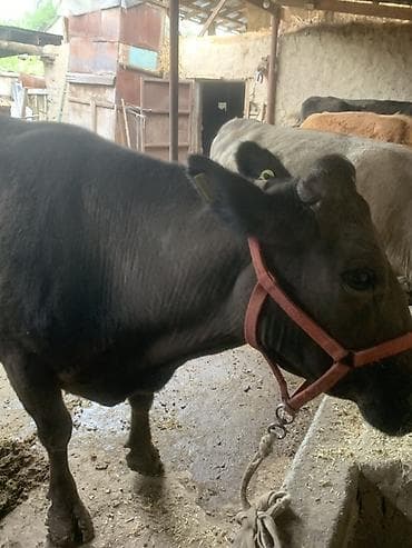 мышык сатам: Сатам | Уй (ургаачы) | Сүт алуу үчүн — 4