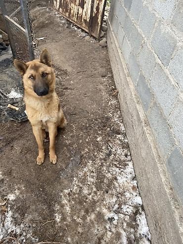 Собака даром: Овчарка, 1 год, Самец