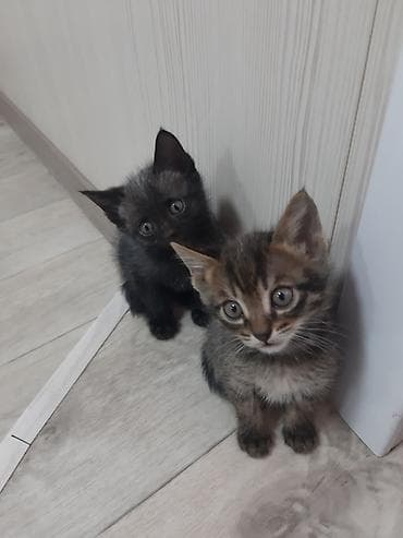 Котята, помёт из нескольких малышей. - Окрас: серый табби (полосатый) at lalafo.kg Котята, помёт из нескольких малышей. - Окрас: серый табби (полосатый)