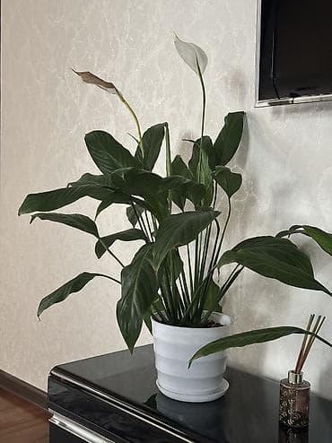 светы: Спатифиллум (Spathiphyllum) в горшке - Комнатное цветущее растение с — 6