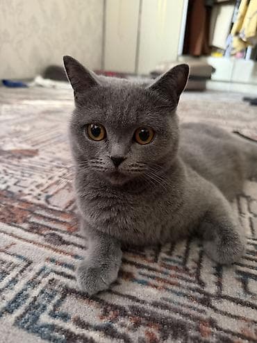 бенгальский котёнок: Шотландские котята,(страйт и скотиш фолд) окрас голубой (blue). Отец — 6