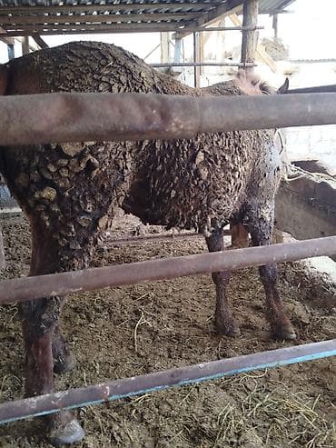 породистые кошки бишкек: Продаю | Кобыла (самка) | На забой — 3