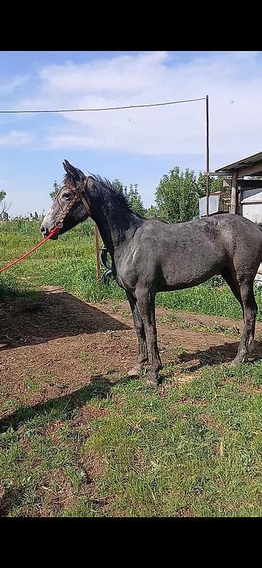 лошад: Продаю | Кобыла (самка), Жеребенок | Кара Жорго | Для разведения, Конный спорт | Племенные — 5