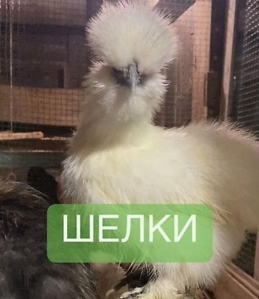 дакан цыплят: Продам кур порода - китайская шелковая. Данная порода характеризуется — 5