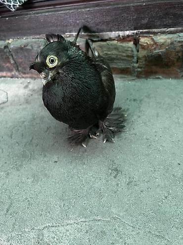 голуби голуби: Порода: декоративный голубь (черный окрас). Описание: - Глубокий — 3