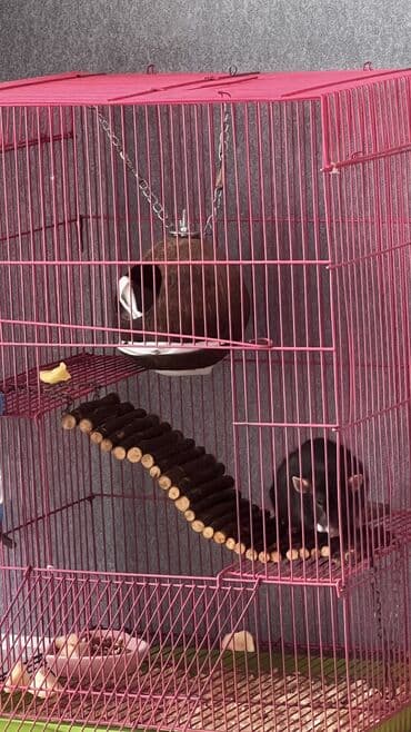 продажа кормов для сельскохозяйственных животных: Продаю крысу девочку с клеткой — 2