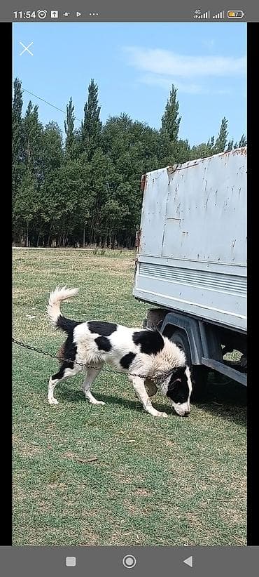 щенки породы акита ину: Две молодые собаки черного окраса. Описание: - Активные, подвижные, с — 6