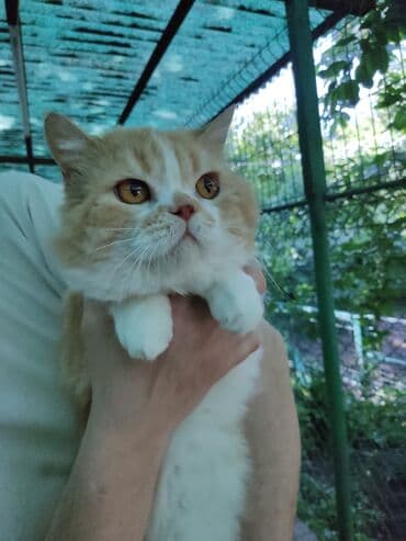 домик туалет для кошек: Скотиш Страйт (Шотландская прямоухая), 4 года, Мальчик — 2