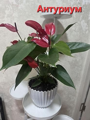 Бөлмө өсүмдүктөрү: Антуриум в декоративном горшке - Эффектное комнатное растение с — 2