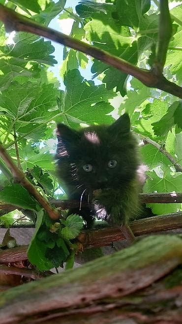 Отдам даром кошку: Кошка даром: Беспородная, 2 месяца, Мальчик — 3