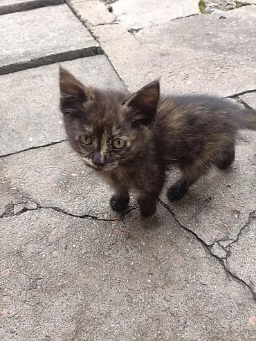 милые котики: Кошка даром: Беспородная, 2 месяца, Девочка, Приучена к лотку — 3