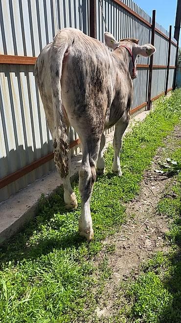 матки пчел: Продаю | Тёлка | На откорм | Отела не было — 10