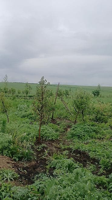 10 соток, Красная книга