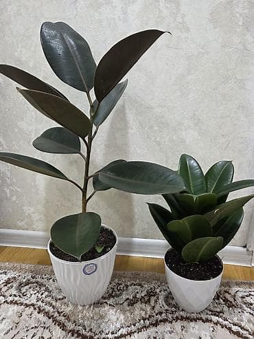 сансевиерия зеленая: Сансевиерия (Sansevieria, «щучий хвост») в горшке. Описание: - — 9