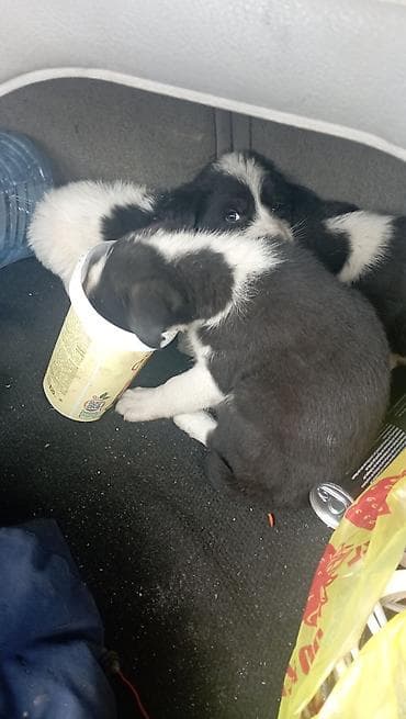 хаски щенок цена: Собака даром: Дворняжка, 1 месяц, Самец — 2