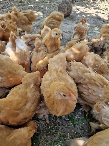 хомяк ош: Продаю карликовых кохинхинов ЦЫПЛЯТ от этих кур. возраст 2 недели-200 — 7