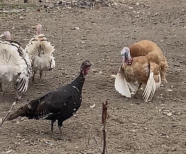 разные свечи: Индюшачьи яйца для инкубации - Порода: домашние индюки (разные масти — 3