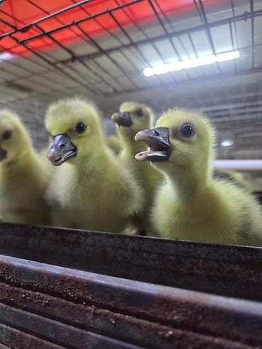 бычки бельгийская: Крупная серая — это одна из самых популярных и выносливых мясо-яичных — 3