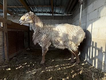 Продаю | Овца (самка) | Для разведения | Матка