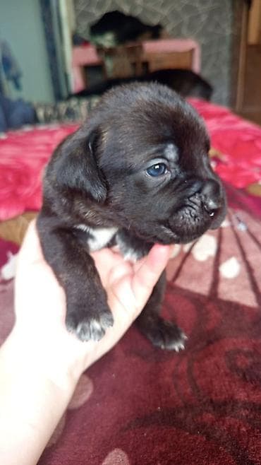 шкура крс: Кане-корсо, 1 месяц, Самец, С прививкой, С родословной — 3