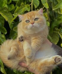 ящик для документов: ✨ БРИТАНСКИЕ КОТЯТА ЗОЛОТИСТОЙ ШИНШИЛЛЫ В ПОИСКАХ ДОМА! ✨ Наши малыши — 13