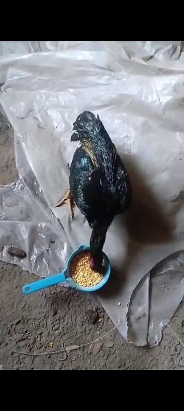 порода собак: Продаю | Петух | Для разведения — 2