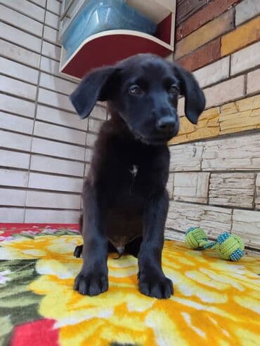кокер спаниель бишкек: Мальчик ищет дом. Привезём сами. Дважды привит — 5