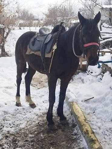 порода кой: Продаю | Конь (самец) | Рабочий — 1