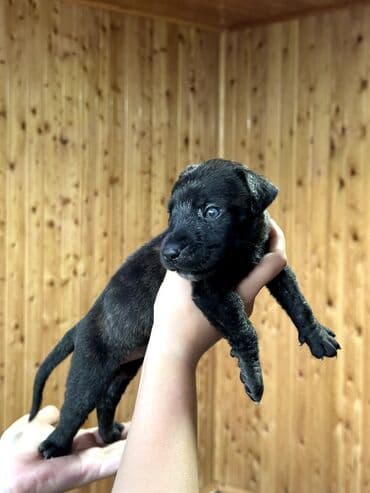 бульдоги: Щенки Канарского Дога (Presa Canario) С документами, прививками 8 — 34