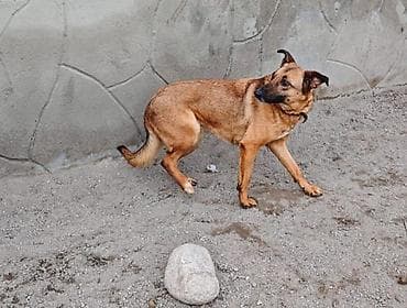 собака сучка: Собака даром: Дворняжка, 2 года, Самка, С прививкой — 6