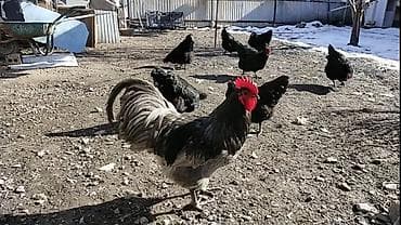 Куры, петухи: Продаю | Цыплята, Инкубационные яйца | Несушки — 3