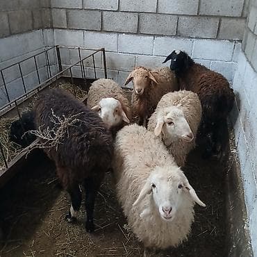 Зоотовары: Продаю | Овца (самка) | Для разведения — 2