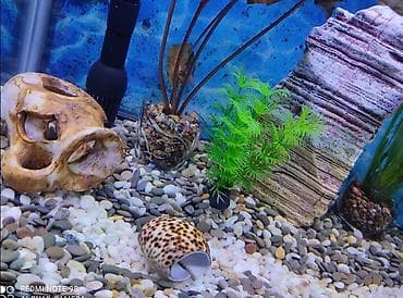 мышкы: Водоросли живые: Анубиас Бартера, нана ( цветут белыми и розовыми — 6