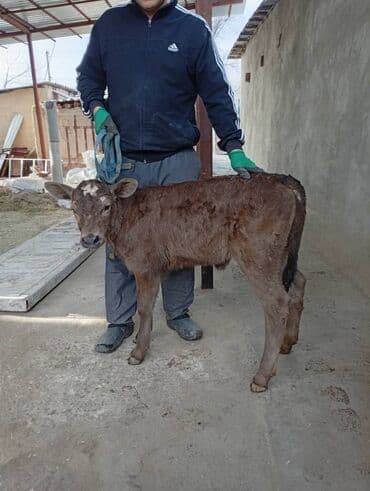 Собаки: Продаю | Музоо, торпок | На откорм | Привязанные — 3