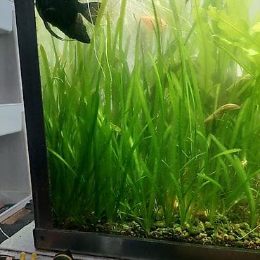 кукурузные кочерыжки: Продаю аквариумные растения валиснерия. цена за 1 кустик 30 сом — 8