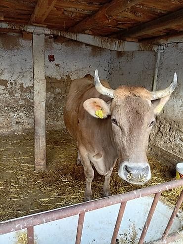 коротколапые коты цена: Продаю | Корова (самка) | Голштин | Для молока — 6