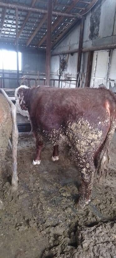 автоматический шприц для животных: Продаю | Бык (самец) | На забой, Для разведения — 4