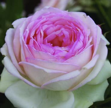 семена клевера в бишкеке: Көчөттөр гүлдүн: Розалар, Өзү алып кетүү, Акылуу жеткирүү — 4