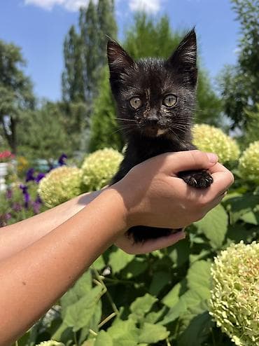 усыпление животных бишкек: Отдам котёнка в хорошие руки. 🐾 Котёнок черепахового окраса. Девочка — 2