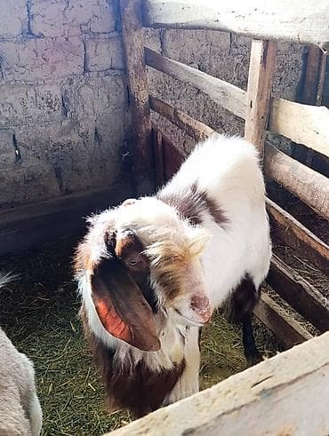 Продаю | Козёл (самец) | На забой | Племенные