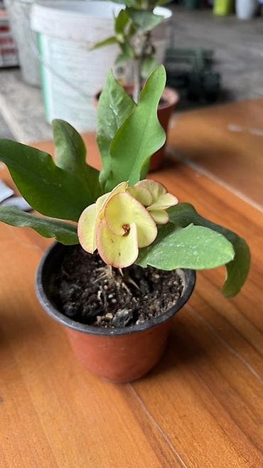 Үй жана бакча: Замиокулькас (Zamioculcas zamiifolia) в горшке. - Сортовое — 5