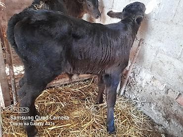 Ветеринар кызматы: Сатам | Музоо | Ангус | Көбөйтүү үчүн | Асыл тукумдуу — 1