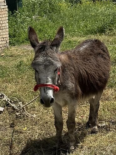 купить суриката: Осёл (самец), сельскохозяйственное/хозназначение. (Продаю срочна) — 2
