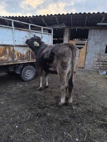 продажа щенков немецкой овчарки с документами в бишкеке: Бык мясного направления. - Окрас: темно-серый/бурый, белая отметина — 2