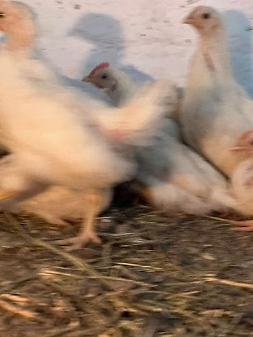 лошади жеребёнок: Продаю | Цыплята | Для разведения — 1
